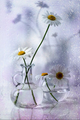 Still life with chamomile flowers in glass bottle and vase.	