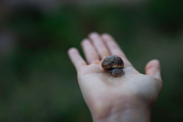 Woman hand holding a snail outdoors closeup shot