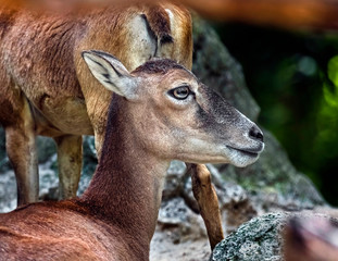 Moufflon female`s head. Latin name - Ovis aries orientalis