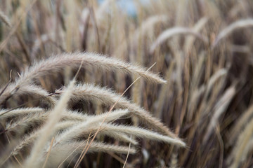 Close-up  grass flower in the wind and blue sky background with copy space