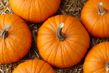 Orange halloween pumpkins on stack of hay or straw