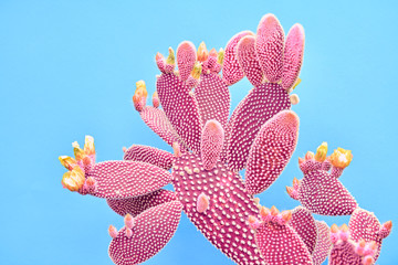 Mode Cactus Coral gekleurd op pastel blauwe achtergrond. Trendy tropische plant close-up. Kunstconcept. Creatieve stijl. Zoete koraal modieuze cactus Mood
