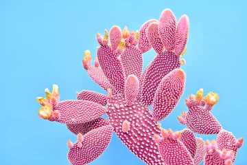 Foto op Plexiglas Cactus Mode Cactus Coral gekleurd op pastel blauwe achtergrond. Trendy tropische plant close-up. Kunstconcept. Creatieve stijl. Zoete koraal modieuze cactus Mood