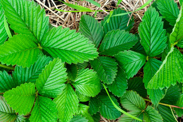 Green, healthy leaves of the strawberries. Strawberry mulch with straw. The concept of natural agriculture