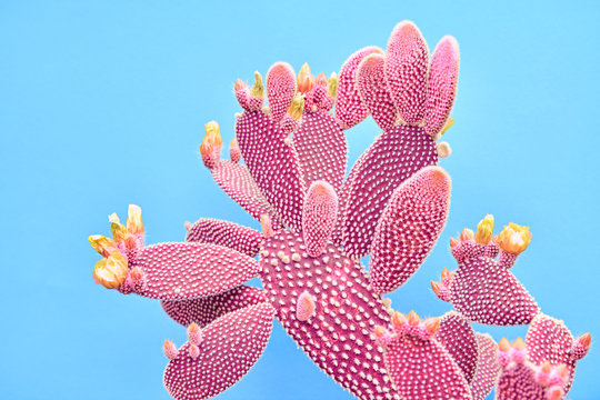 Fashion Cactus Coral colored on pastel Blue background. Trendy tropical plant close-up. Art Concept. Creative Style. Sweet coral fashionable cactus Mood