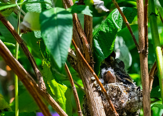 European goldfinch (Carduelis carduelis) nest with chicks - London, United Kingdom
