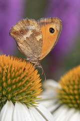 Gatekeeper Butterfly (Pyronia tithonus) on Echinacea purpurea “White Swan”