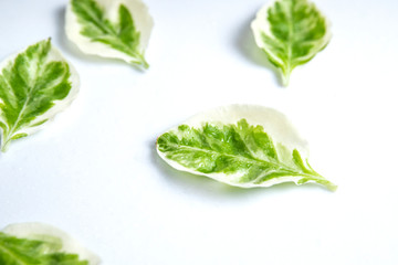 Variegated leafs on white background