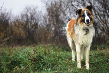 portrait of a furry mixed breed sheep dog 