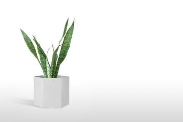 Sansevieria plant in pot on white table