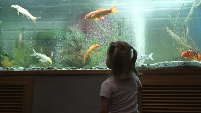 A little girl looks at the fish swimming in the aquarium with curiosity.