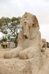 Fototapeta na wymiar Sphinx in Memphis, Cairo, Egypt