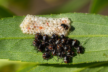 black beatles while laying eggs