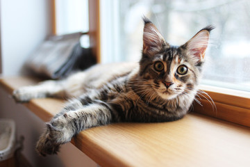 portrait of a beautiful adorable young maine coon kitten cat sitting on a window sill  