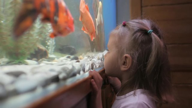 A little girl looks at the fish swimming in the aquarium with curiosity.