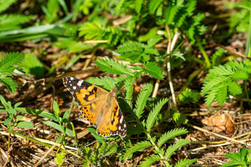The Vanessa cardui butterfly sits on the grass and spreads its wings.