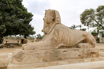 Obraz premium Sphinx in Memphis, Cairo, Egypt