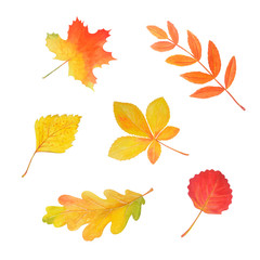 Autumn watercolor set. Bright leaves isolated on white.