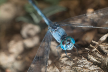blue dragonfly insect macro close up