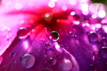 Macro Photo of dew on purple flower