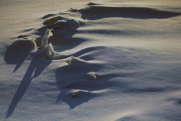 Beautiful natural abstract ice sculptures on snow with long shadows