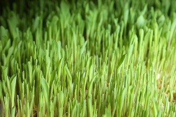 paddy cakes for cattle feed organic forming