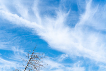 Nake tree on the background of a blue sky with white clouds