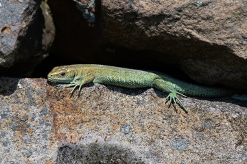 Common Lizard (Zootoca vivipara) basking on lichen covered stone wall