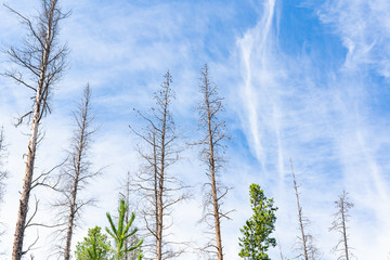 Naked trees on the background of a blue sky with white clouds
