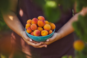 Naklejka premium Close up of female hands with full bowl of ripe apricots