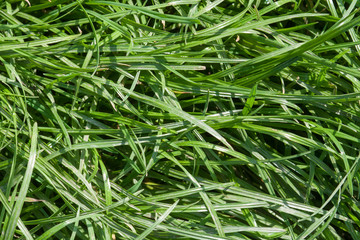 Зеленая трава