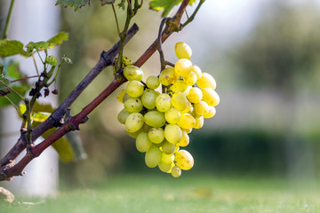 Close-up of vine branch with green leaves and isolated golden yellow ripe grape cluster lit by...