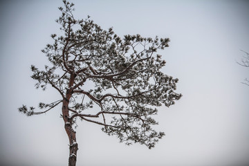 겨울에 흰 눈이 쌓인 나무 한그루 a tree with white snow in winter
