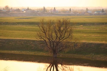 landscape with tree
