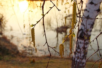 tree in autumn