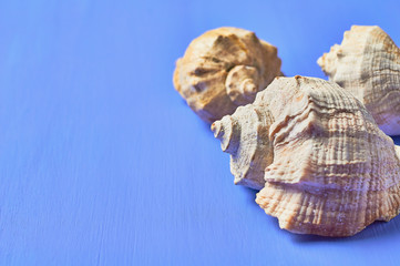 Set of three beautiful empty seashells on blue scratched concrete. Space for text