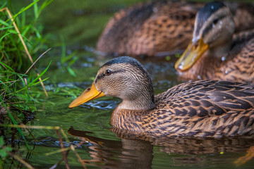 Very close-up portrait of a duck on the water of the emerald water of a lake.