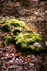 The italian forest between Bologna anf Firenze, a really ancient  trekking path called " the Gods way"