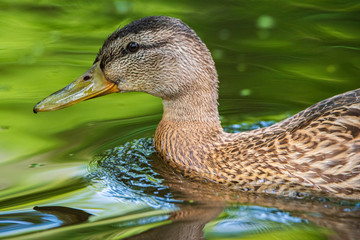 Very close-up portrait of a duck on the water of the emerald water of a lake.