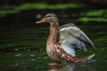 Very close-up portrait of a duck on the water of the emerald water of a lake.