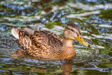 Very close-up portrait of a duck on the water of the emerald water of a lake.
