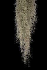 Spanish moss isolate on black background. Clipping path.