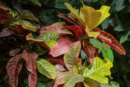 Bunte Bl&auml;tter der Pflanze Croton, Wunderstrauch, Codiaeum variegatum