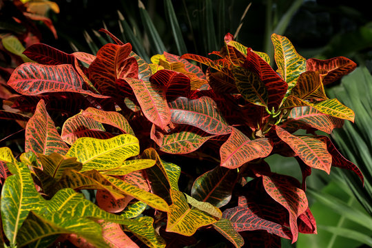Bunte Bl&auml;tter der Pflanze Croton, Wunderstrauch, Codiaeum variegatum