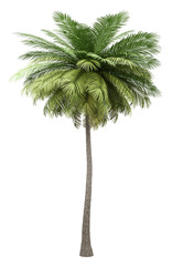 coconut palm tree isolated on white background