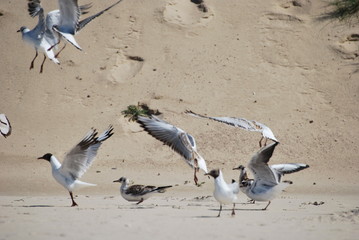 fliegende Möwen am Strand in Miedzyzdroje