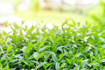 Green bushes on a background of the sun. Green leaves on a park background. Greenery, nature with copy space for text.