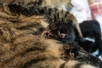 A cat is giving birth