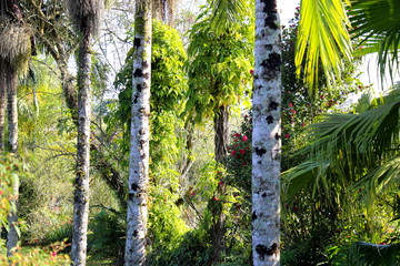 Fototapeta premium Palm tree trunks and bright green leaves in a park