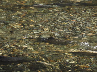 Salmon run